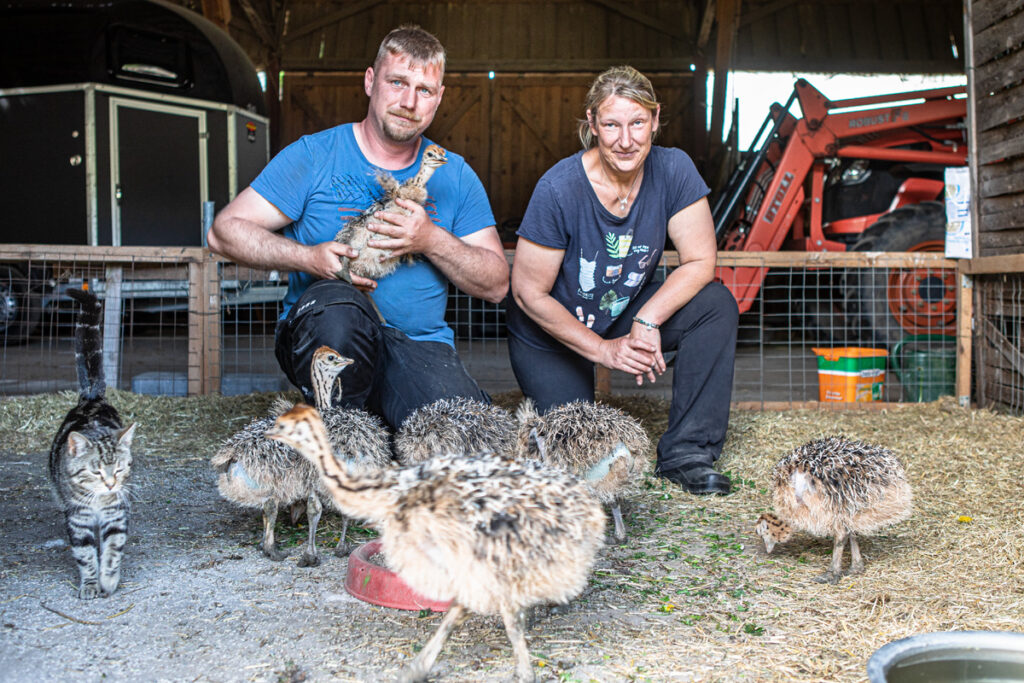 Sommer, Sonne, Strauß: Die größten Vögel der Erde laufen an der Südmüritz auf der Weide. Silke Brandt hat mit ihrer Familie dort vor über zwanzig Jahren einen Straußenhof eröffnet, auf dem sie noch heute rund um die Uhr unterwegs ist.