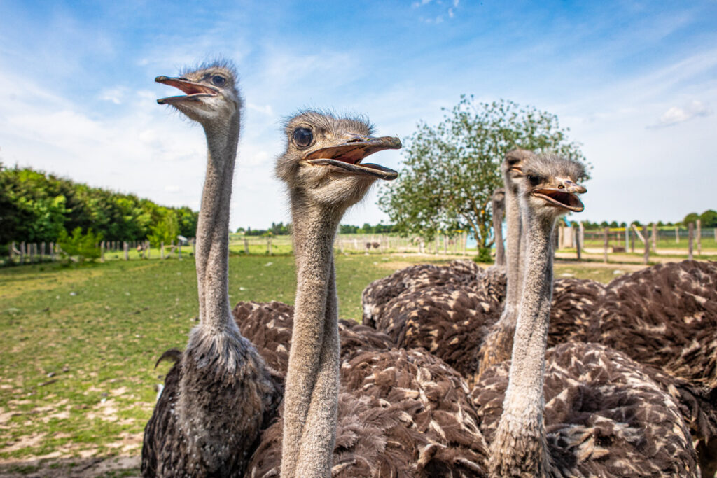 Sommer, Sonne, Strauß: Die größten Vögel der Erde laufen an der Südmüritz auf der Weide. Silke Brandt hat mit ihrer Familie dort vor über zwanzig Jahren einen Straußenhof eröffnet, auf dem sie noch heute rund um die Uhr unterwegs ist.